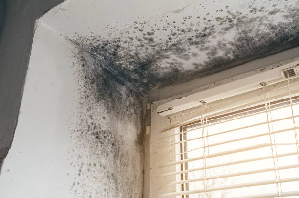 Affordable Commercial Mold Remediation solutions in Clinton, MI